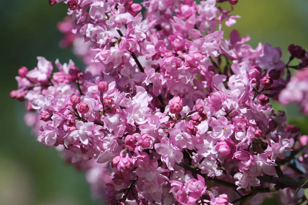 Kasveja joita ei kannata leikata maaliskuussa – 5 kasvia, jotka menettävät kukintansa liian aikaisella leikkauksella