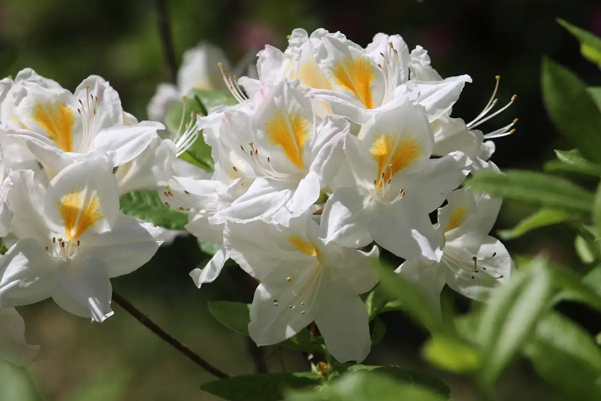 Kasveja joita ei kannata leikata maaliskuussa – 5 kasvia, jotka menettävät kukintansa liian aikaisella leikkauksella