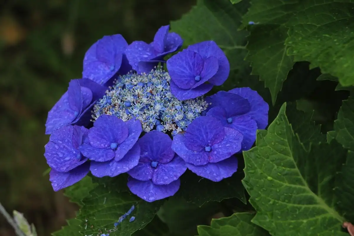 Kasveja joita ei kannata leikata maaliskuussa – 5 kasvia, jotka menettävät kukintansa liian aikaisella leikkauksella