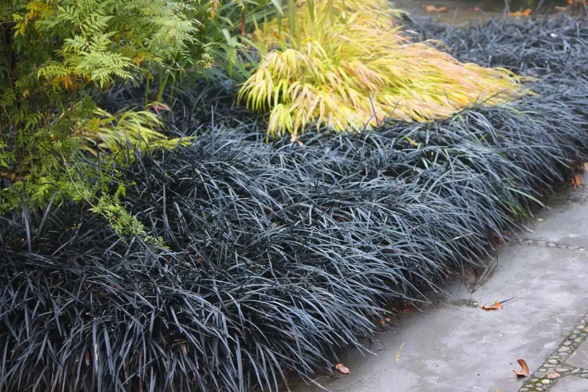 Kasveja joita ei kannata leikata maaliskuussa – 5 kasvia, jotka menettävät kukintansa liian aikaisella leikkauksella