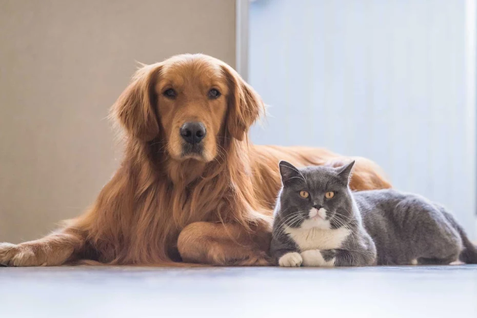 Näin saat kissan ja koiran tulemaan toimeen samassa kodissa – askel askeleelta -opas