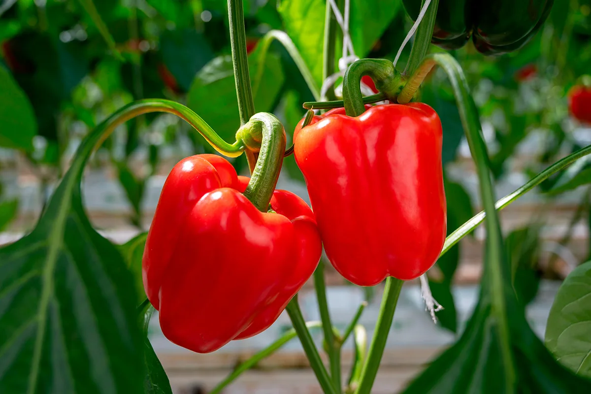 Punainen vai vihreä paprika – kumpi on terveellisempi? Laaja ravintoarvojen vertailu ja kaikki mitä tarvitset tietää